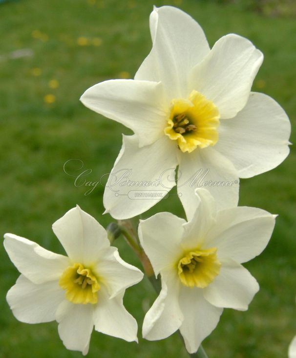 Нарцисс Лике (Narcissus Lieke) — фото 3