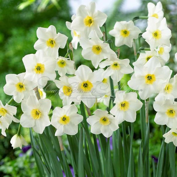 Нарцисс Лике (Narcissus Lieke) — фото 4