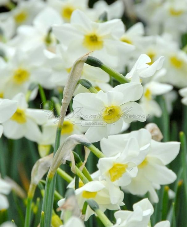 Нарцисс Лике (Narcissus Lieke) — фото 5