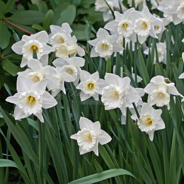 Нарцисс Маунт Худ (Narcissus Mount Hood) — фото 3