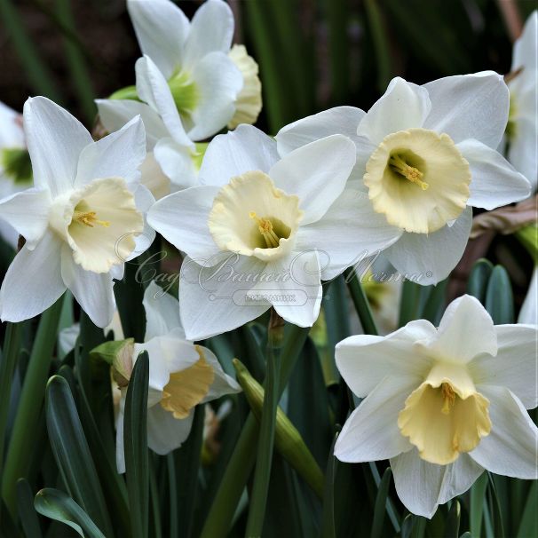 Нарцисс Маунт Худ (Narcissus Mount Hood) — фото 4