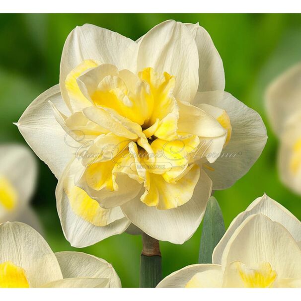 Нарцисс махровый Стар (Narcissus Double Star) — фото 3