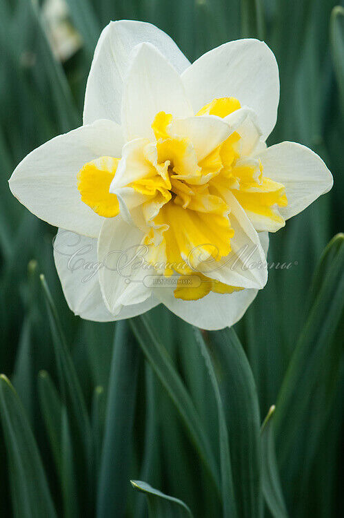 Нарцисс махровый Стар (Narcissus Double Star) — фото 4