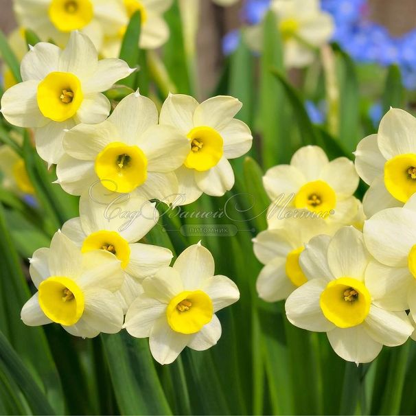 Нарцисс Минноу (Narcissus Minnow) — фото 2