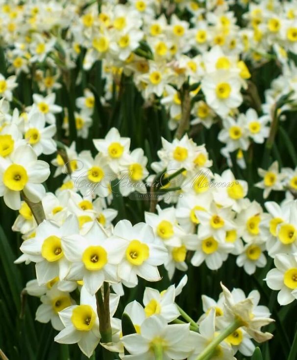 Нарцисс Минноу (Narcissus Minnow) — фото 4