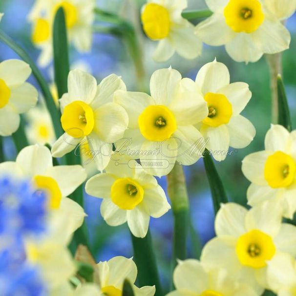 Нарцисс Минноу (Narcissus Minnow) — фото 5