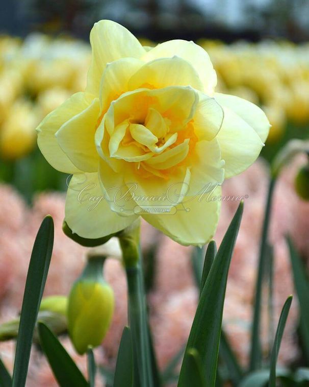 Нарцисс Мэнли (Narcissus Manly) — фото 2