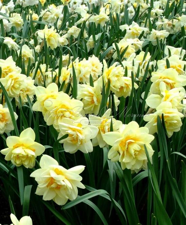 Нарцисс Мэнли (Narcissus Manly) — фото 3