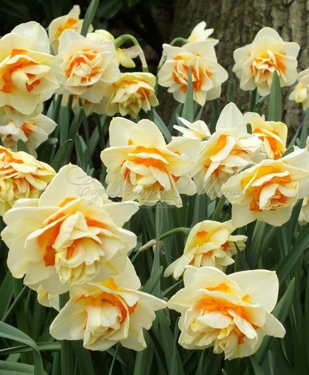 Нарцисс Мэнли (Narcissus Manly) — фото 4