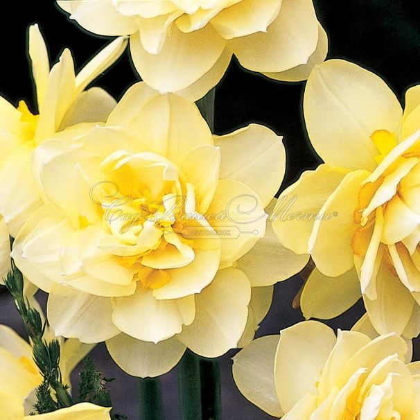 Нарцисс Мэнли (Narcissus Manly) — фото 6