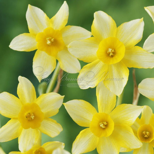 Нарцисс Нью Бэйби (Narcissus New Baby) — фото 3