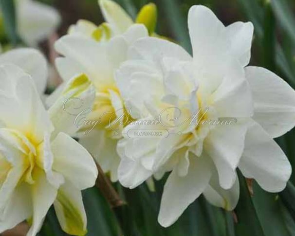 Нарцисс Обдам (Narcissus Obdam) — фото 2