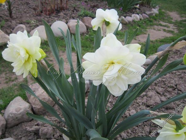 Нарцисс Обдам (Narcissus Obdam) — фото 3