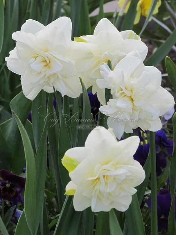 Нарцисс Обдам (Narcissus Obdam) — фото 5