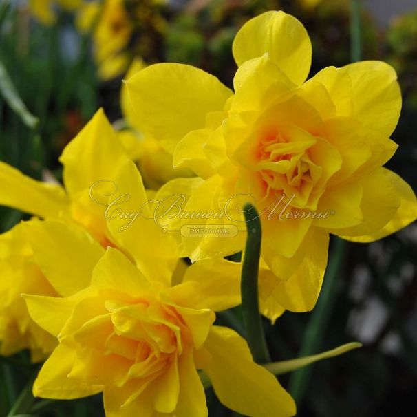 Нарцисс Одорус Пленус (Narcissus odorus plenus) — фото 3