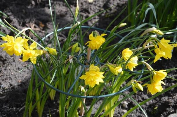 Нарцисс Одорус Пленус (Narcissus odorus plenus) — фото 4