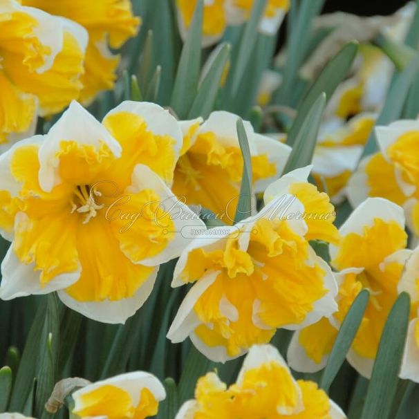 Нарцисс Оранжери (Narcissus Orangery) — фото 2