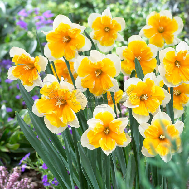 Нарцисс Оранжери (Narcissus Orangery) — фото 3