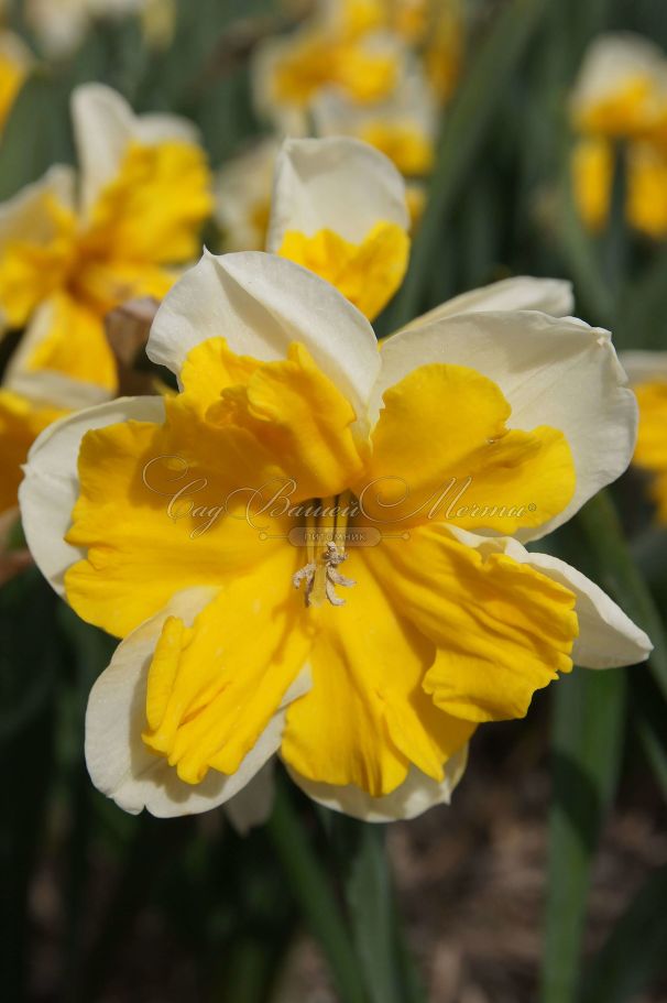 Нарцисс Оранжери (Narcissus Orangery) — фото 4