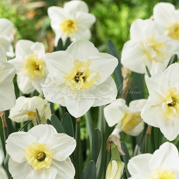 Нарцисс Папиллон Бланк (Narcissus Papillon Blanc) — фото 2