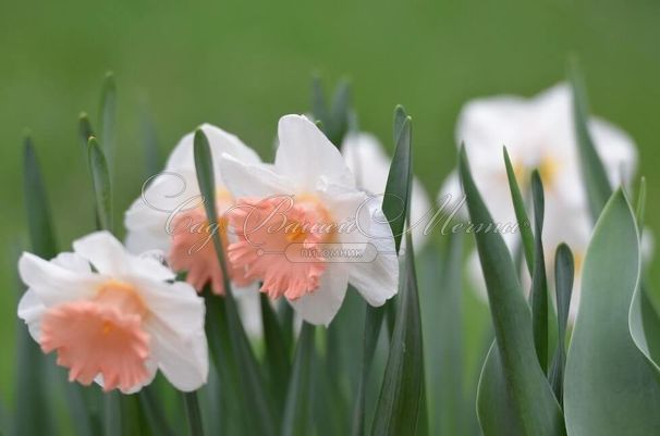 Нарцисс Пинк Парасол (Narcissus Pink Parasol) — фото 2
