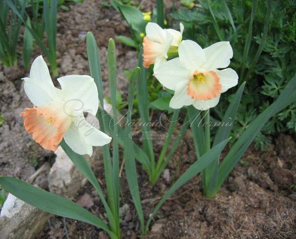 Нарцисс Пинк Парасол (Narcissus Pink Parasol) — фото 3