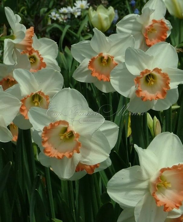 Нарцисс Пинк Чарм (Narcissus Pink Charm) — фото 5