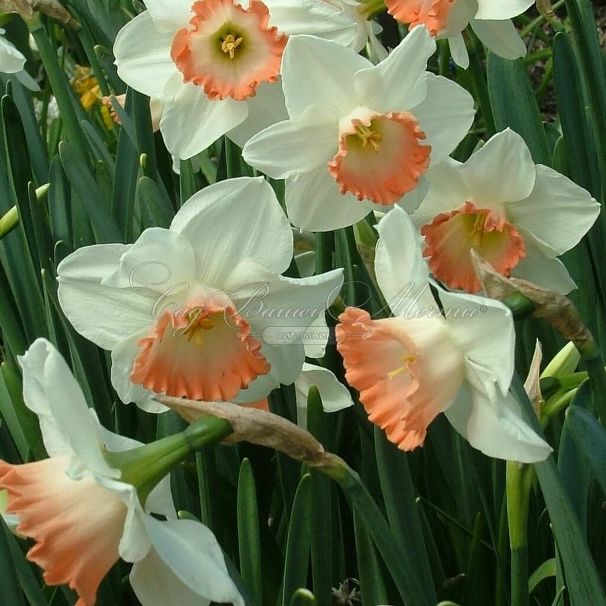 Нарцисс Пинк Чарм (Narcissus Pink Charm) — фото 6