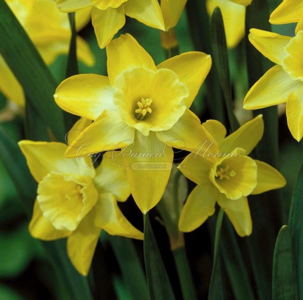 Нарцисс Пипит (Narcissus Pipit) — фото 2