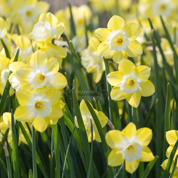 Нарцисс Пипит (Narcissus Pipit) — фото 3