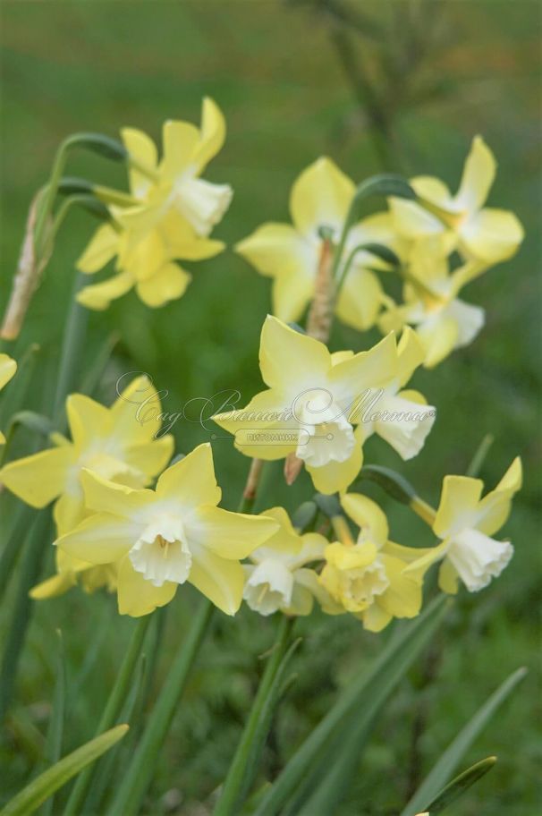 Нарцисс Пипит (Narcissus Pipit) — фото 4