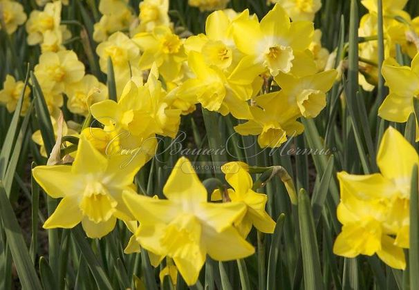 Нарцисс Пипит (Narcissus Pipit) — фото 5