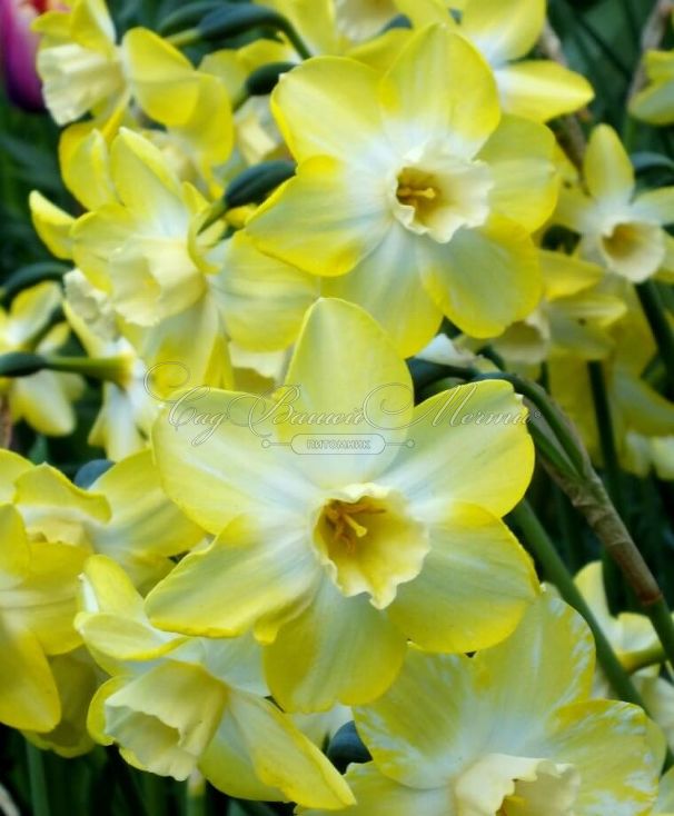 Нарцисс Пипит (Narcissus Pipit) — фото 6