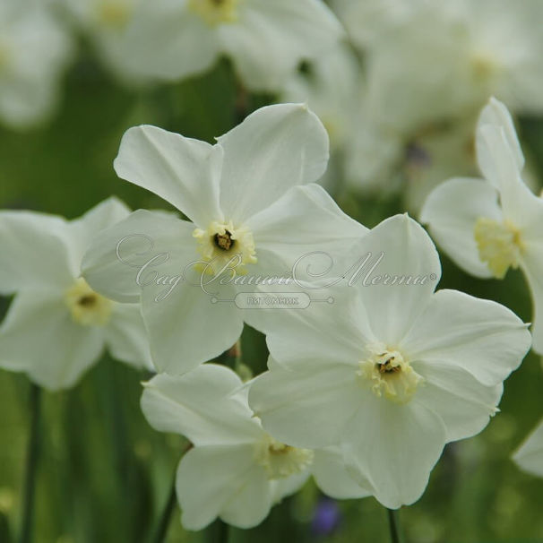 Нарцисс Полар Айс (Narcissus Polar Ice) — фото 2