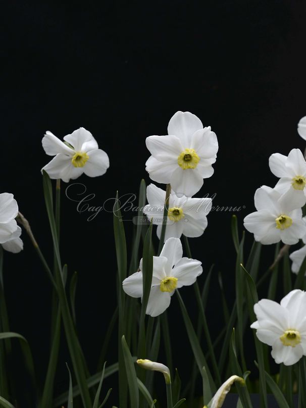 Нарцисс Полар Айс (Narcissus Polar Ice) — фото 3