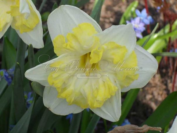 Нарцисс Принтал (Narcissus Printal) — фото 3
