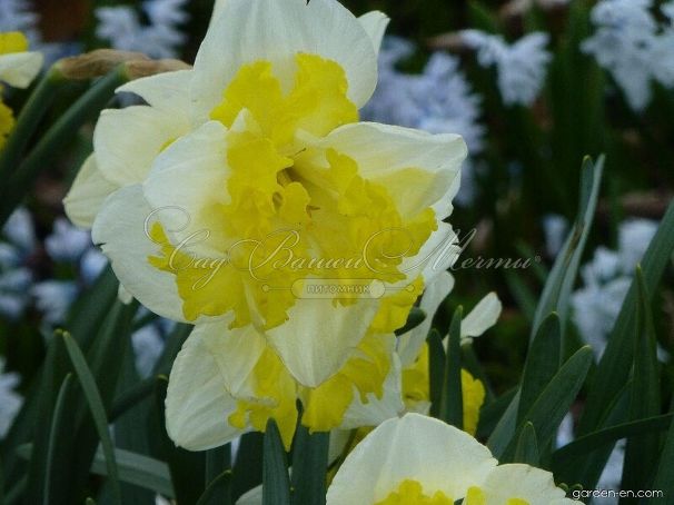 Нарцисс Принтал (Narcissus Printal) — фото 4
