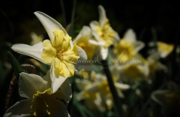 Нарцисс Пром Дэнс (Narcissus Prom Dance) — фото 4