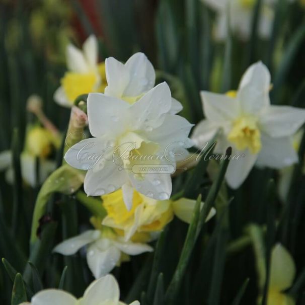 Нарцисс Пуэбло (Narcissus Pueblo) — фото 2
