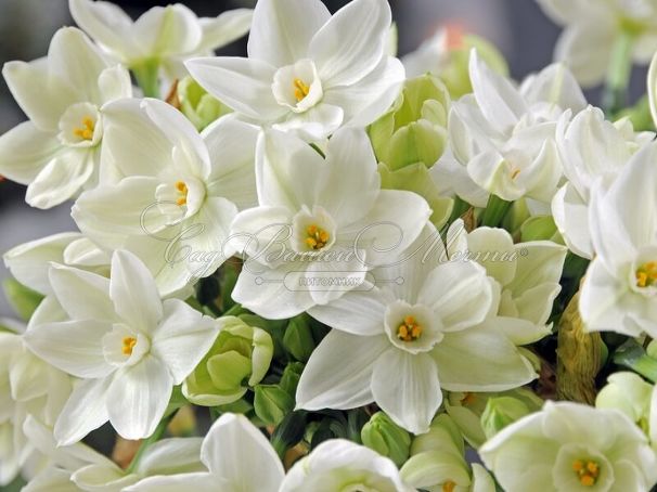 Нарцисс Пэпервайт / бумаговидный (Narcissus Paperwhite / papyraceus) — фото 2