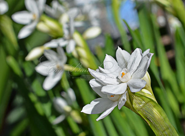 Нарцисс Пэпервайт / бумаговидный (Narcissus Paperwhite / papyraceus) — фото 4