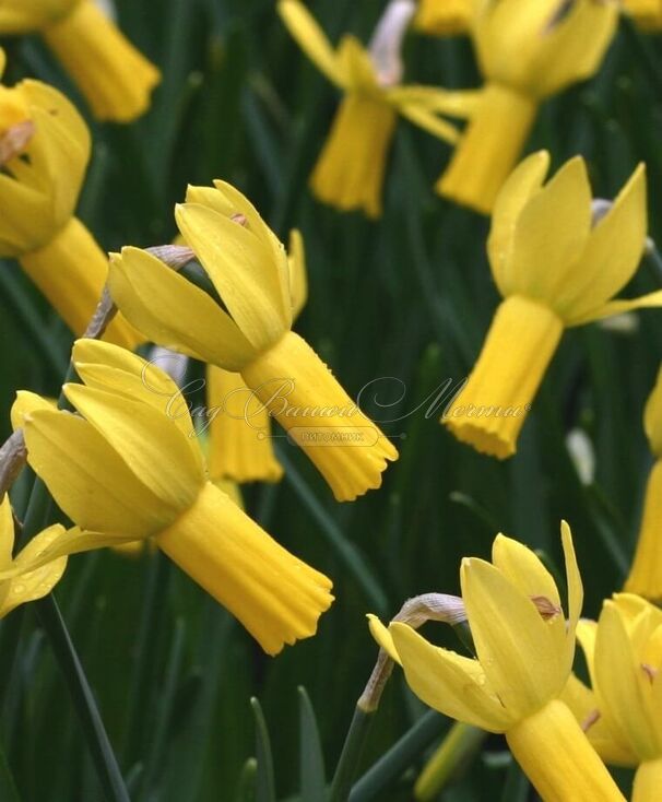 Нарцисс Раптуре (Narcissus Rapture) — фото 2