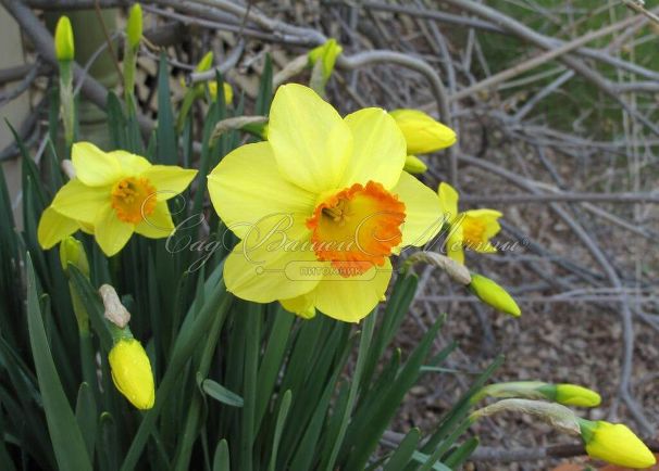 Нарцисс Ред Девон (Narcissus Red Devon) — фото 2