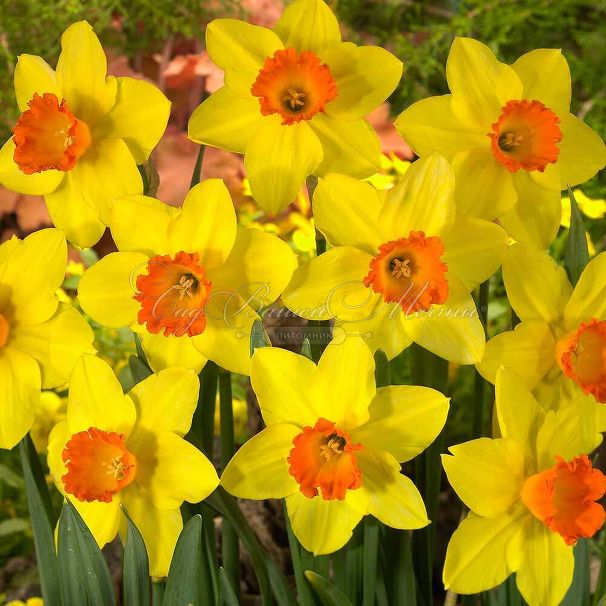Нарцисс Ред Девон (Narcissus Red Devon) — фото 3