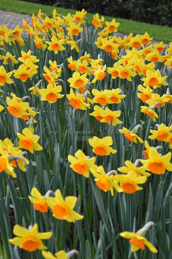 Нарцисс Ред Девон (Narcissus Red Devon) — фото 5