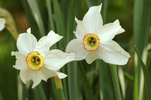 Нарцисс Рекурвус (Narcissus Recurvus) — фото 3