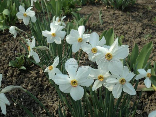 Нарцисс Рекурвус (Narcissus Recurvus) — фото 4
