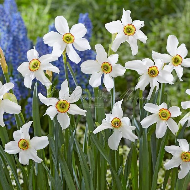 Нарцисс Рекурвус (Narcissus Recurvus) — фото 6