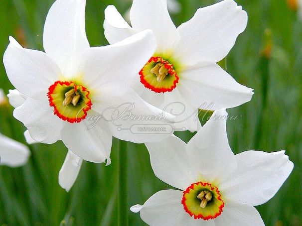 Нарцисс Рекурвус (Narcissus Recurvus) — фото 7