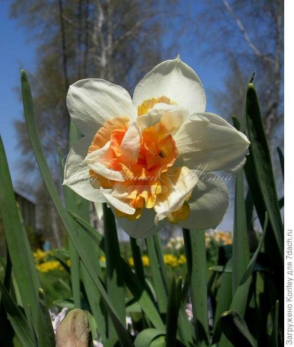 Нарцисс Реплет (Narcissus Replete) — фото 3